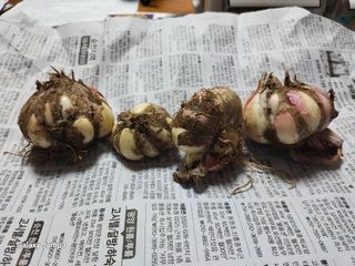 김영일 님의 마늘 · 병해충상담 작성글 사진