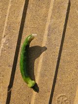 팜모닝 고추·병해충상담 게시글 이미지