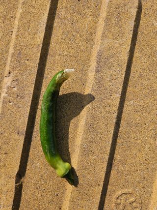 김용규님의 고추 · 병해충상담 작성글 사진