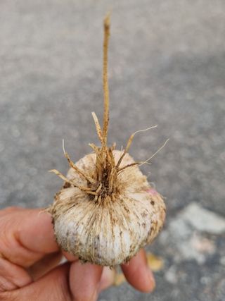 김동희님의 마늘 · 병해충상담 작성글 사진