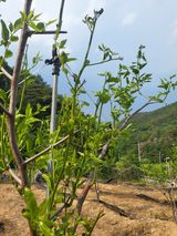 팜모닝 기타작물·병해충상담 게시글 이미지