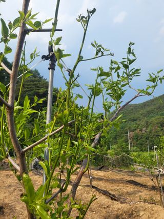 안무환님의 기타작물 · 병해충상담 작성글 사진
