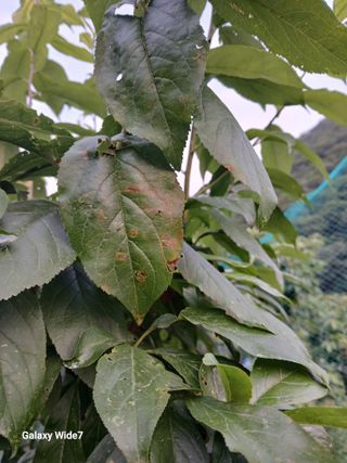 노영성님의 자두 · 병해충상담 작성글 사진