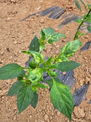 원머루 강낙도님의 고추 · 병해충상담 작성글 사진