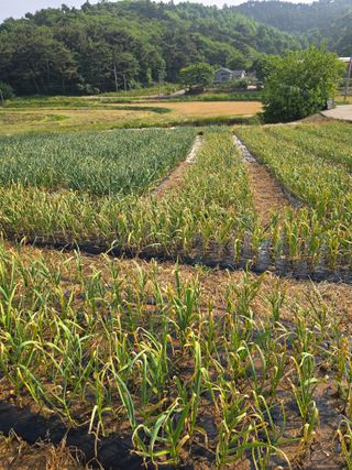 藝園님의 마늘 · 병해충상담 작성글 사진