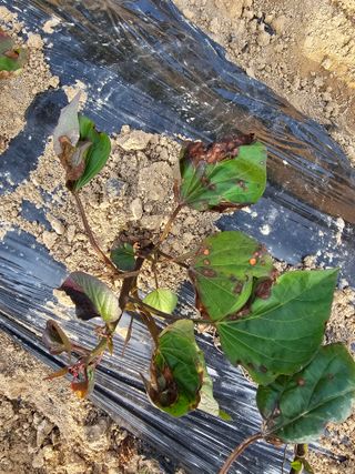 님의 고구마 · 병해충상담 작성글 사진