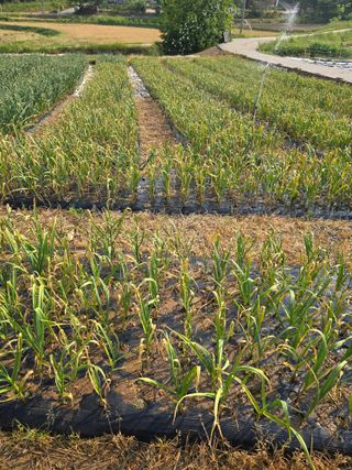 藝園님의 마늘 · 병해충상담 작성글 사진