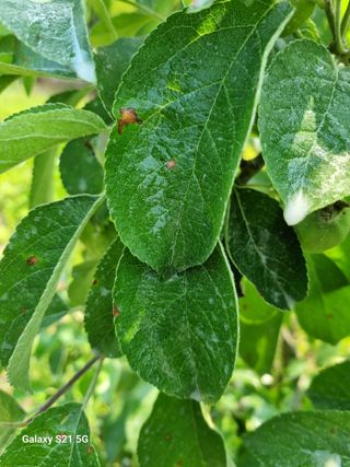 밤실농장님의 사과 · 병해충상담 작성글 사진