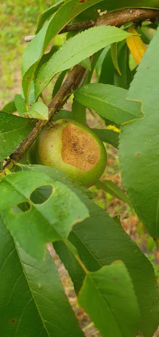 의령김종문님의 복숭아 · 병해충상담 작성글 사진