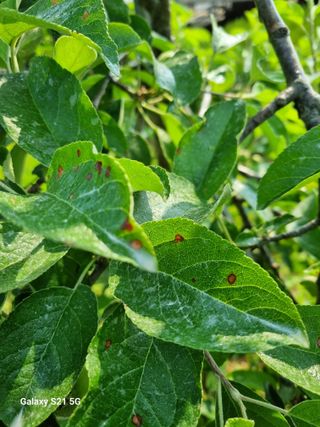 밤실농장님의 사과 · 병해충상담 작성글 사진