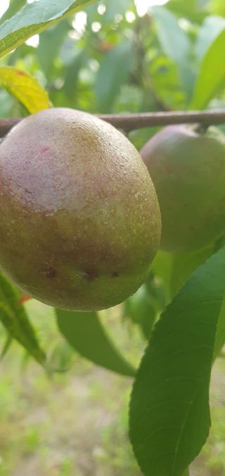 의령김종문님의 복숭아 · 병해충상담 작성글 사진
