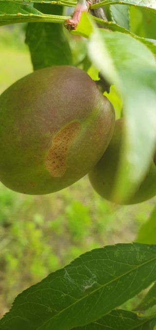 의령김종문님의 복숭아 · 병해충상담 작성글 사진