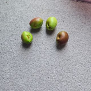 양배추21889님의 복숭아 · 병해충상담 작성글 사진