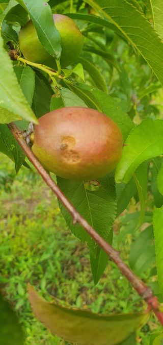 의령김종문님의 복숭아 · 병해충상담 작성글 사진