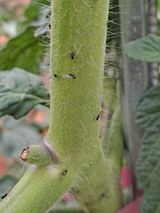 팜모닝 토마토·병해충상담 게시글 이미지