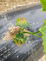 팜모닝 오이·병해충상담 게시글 이미지