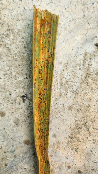 고추님의 마늘 · 병해충상담 작성글 사진