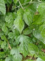 팜모닝 기타작물·병해충상담 게시글 이미지