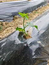 강희상님의 오이·병해충상담 작성글 사진