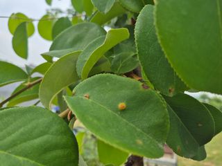 블루포맨님의 기타작물 · 병해충상담 작성글 사진