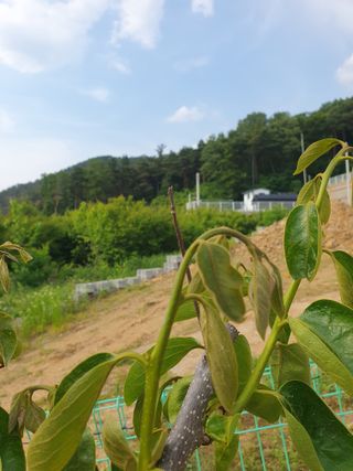 전만수님의 감·병해충상담 작성글 사진