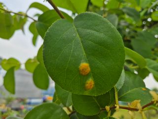 블루포맨님의 기타작물 · 병해충상담 작성글 사진