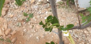 이주현님의 기타작물 · 병해충상담 작성글 사진