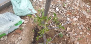 이주현님의 기타작물 · 병해충상담 작성글 사진