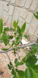 팜모닝 기타작물·병해충상담 게시글 이미지