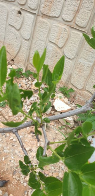 이주현님의 기타작물 · 병해충상담 작성글 사진