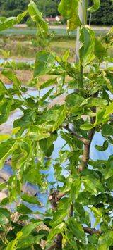 팜모닝 기타작물·병해충상담 게시글 이미지