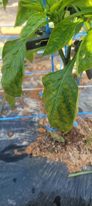 유진상님의 고추 · 병해충상담 작성글 사진