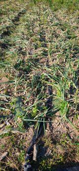 팜모닝 양파·병해충상담 게시글 이미지