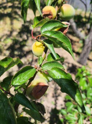 황공이오님의 매실 · 병해충상담 작성글 사진
