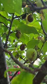 팜모닝 매실·병해충상담 게시글 이미지