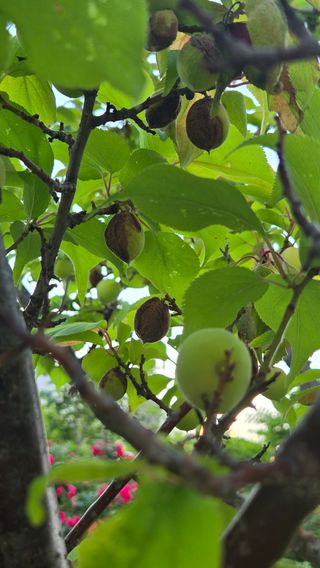 김성철님의 매실 · 병해충상담 작성글 사진