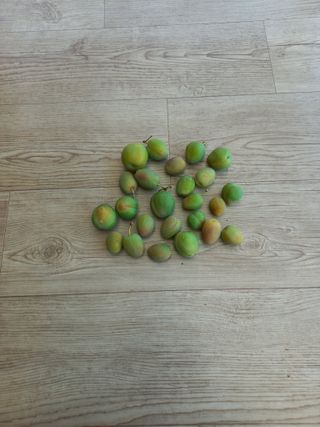 심무재 님의 자두 · 병해충상담 작성글 사진