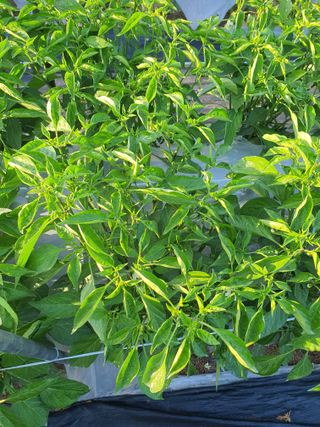 김용준 님의 고추 · 병해충상담 작성글 사진