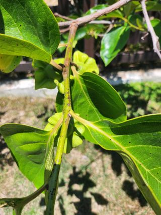 황공이오님의 감 · 병해충상담 작성글 사진