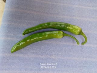 전진규.해돋이님의 고추 · 병해충상담 작성글 사진