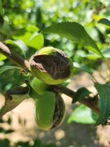 팜모닝 매실·병해충상담 게시글 이미지