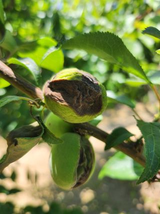 황공이오님의 매실 · 병해충상담 작성글 사진