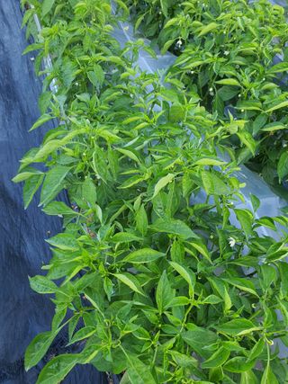 김용준 님의 고추 · 병해충상담 작성글 사진