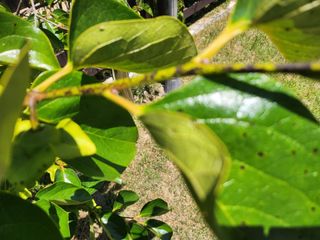 황공이오님의 감 · 병해충상담 작성글 사진