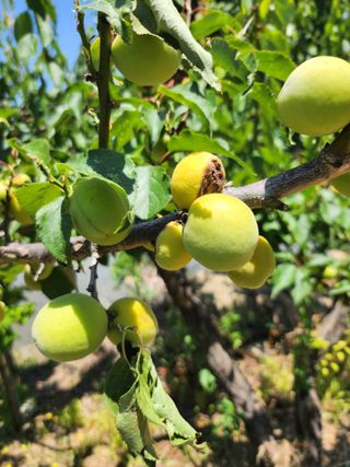 황공이오님의 매실 · 병해충상담 작성글 사진