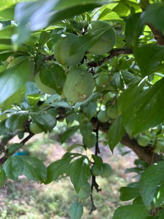 조성보님의 복숭아 · 병해충상담 작성글 사진