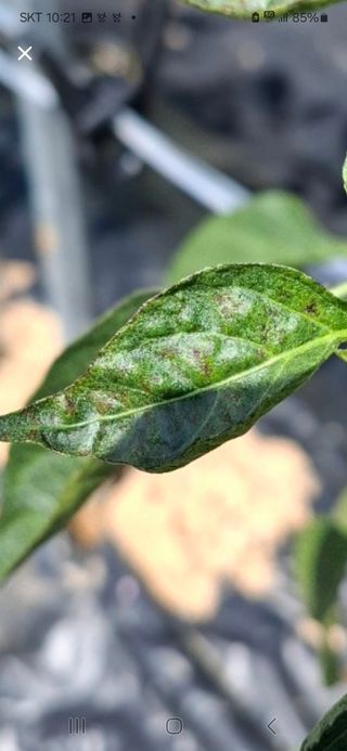 세종감자님의 고추 · 병해충상담 작성글 사진