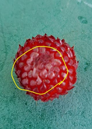 주윤발이님의 딸기 · 병해충상담 작성글 사진