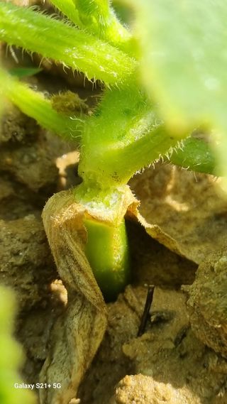 신동한님의 호박 · 병해충상담 작성글 사진