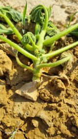 팜모닝 호박·병해충상담 게시글 이미지